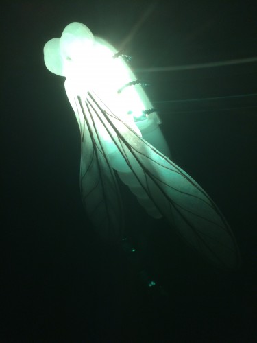 Aperçu DI.LU.I. / Dispositifs lumineux intelligents