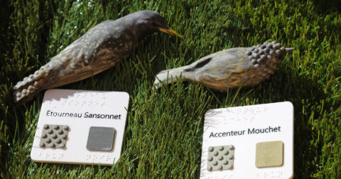 Aperçu Reconnaissance des oiseaux des jardins par les aveugles et malvoyants